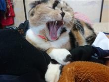 わらしべ長者と新たな仲間と(#^.^#)