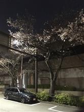 花見