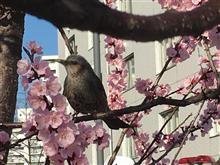 すぷりんぐ　はず　かむ？！