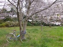 今日の午後走り　【見沼の桜スペシャル】