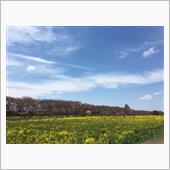 権現堂公園へ桜を見にいってき ...