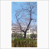 花見@有栖川宮記念公園