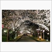 大村 大村公園 夜桜☆彡