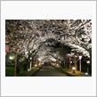 大村 大村公園 夜桜☆彡