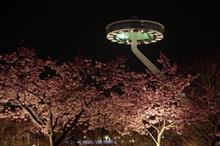 三重･なばなの里 梅と桜のイルミネーション♪