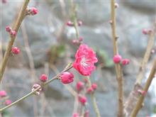 ４月５日水曜日の日記　駐韓大使帰任と北チョーセン打ち上げ花火