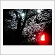 夜桜もキレイだ！