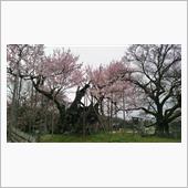 今日の桜