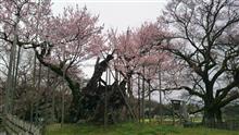 今日の桜