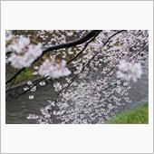 Cherry blossom ...