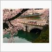 桜のトンネル