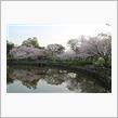 大村 大村公園 ｿﾒｲﾖｼﾉ☆彡
