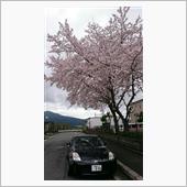 桜の国の貴婦人　2017