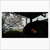 お花見ＢＢＱ！