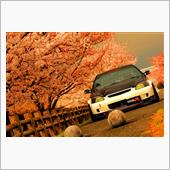 桜並木で撮影会