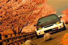 桜並木で撮影会
