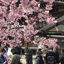ぶらぶら京都170402 〜さくら探しの旅〜