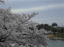 岡崎の桜まつりに行って来ましたぁ～