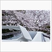 Cherry blossom ...