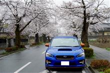 4/8 長瀞 桜観光ドライブ&1万km到達 4/8 長瀞 桜観光ドライブ&1万km到達