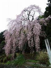 梅岩寺の枝垂れ桜