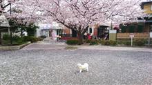 愛犬と花見