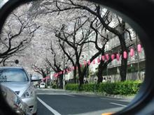 お花見ドライブ