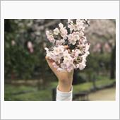静岡の桜🌸