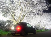 四日連続、桜の画像ですけれど…