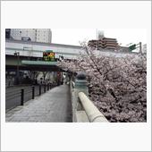 雨上がりの桜