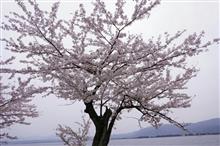 桜オフ。本番 桜オフ。本番