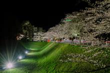 三の丸庁舎の夜桜