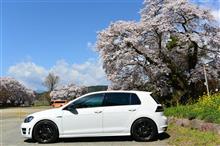 【 桜 ツーリング 】 春の絨毯 踏み 駈けぬけろ