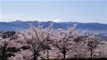 東名の富士インター付近の桜と富士は素晴らしい！
