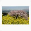 諫早 白木峰高原 桜＆菜の花☆彡