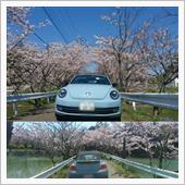 来年の桜も撮りたいなりな～