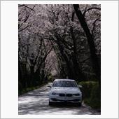 近くの桜並木