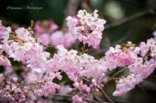 待ち焦がれた「神代曙」の開花! 待ち焦がれた「神代曙」の開花!