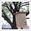 造幣局で夜桜見物　～今年も行ってきました～