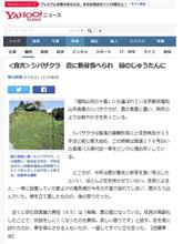 長尾の芝桜　鹿に食われる　(ﾉ_-;)ﾊｱ…