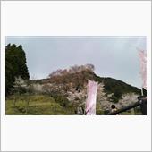 今日の桜