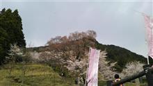 今日の桜