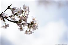 2017 桜　～ 風景編（淡く、薄く） ～