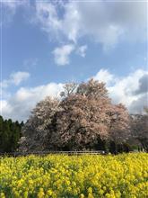 南阿蘇村 一心行の大桜とCMロケ地を巡る