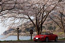 桜満開！春の奥琵琶湖花見ドライブ