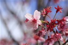 あれから一年 ～被災地の桜～