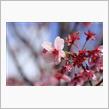あれから一年 ～被災地の桜～