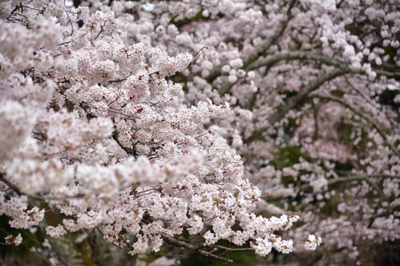 桜 17 三神峯公園 ベイダーgoのブログ Best Wishes For Your Life S Journey みんカラ