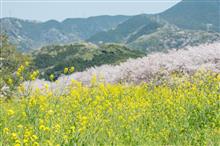 桜満開の伊豆へ帰省