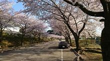 早朝プチドラ。桜とボクスター